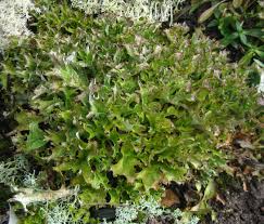 Attēlu rezultāti vaicājumam “Cetraria islandica”