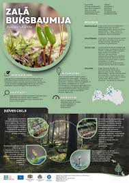 Attēlu rezultāti vaicājumam “Trilophozia quinquedentata”