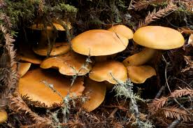 Attēlu rezultāti vaicājumam “Gymnopilus picreus”