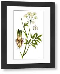 Attēlu rezultāti vaicājumam “Cicuta virosa”