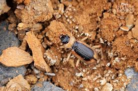 Attēlu rezultāti vaicājumam “Nebria livida”