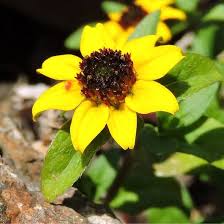 Image result for Sanvitalia procumbens