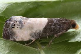 Attēlu rezultāti vaicājumam “Notocelia cynosbatella”