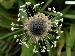 Attēlu rezultāti vaicājumam “Plantago lanceolata flower”