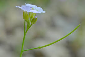 Attēlu rezultāti vaicājumam “Cardaminopsis arenosa flower”