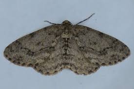 Attēlu rezultāti vaicājumam “Ectropis crepuscularia”
