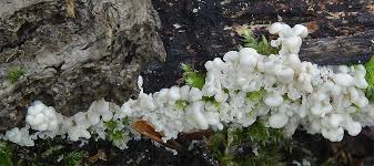 Attēlu rezultāti vaicājumam “Fuligo luteonitens macro”