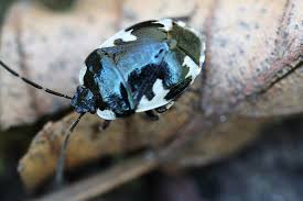 Attēlu rezultāti vaicājumam “Tritomegas bicolor imago”