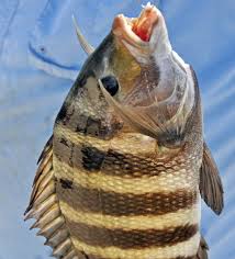 Image result for Archosargus probatocephalus