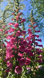 Image result for Digitalis purpurea