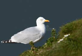 Attēlu rezultāti vaicājumam “Larus argentatus nest”