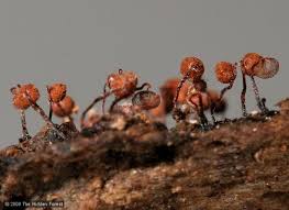 Attēlu rezultāti vaicājumam “Cribraria purpurea stalked”