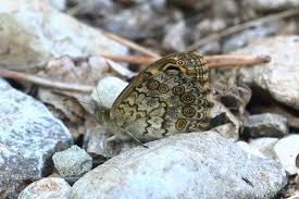Attēlu rezultāti vaicājumam “Lasiommata megera underside”