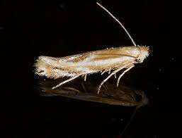 Attēlu rezultāti vaicājumam “Bucculatricidae”