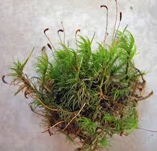 Attēlu rezultāti vaicājumam “Dicranum montanum sporophyte”