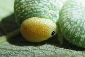 Attēlu rezultāti vaicājumam “Trichiosoma larva”