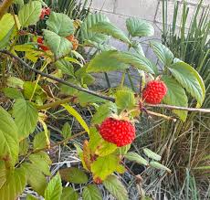 Attēlu rezultāti vaicājumam “Rubus nessensis fruit”