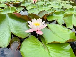 Attēlu rezultāti vaicājumam “Nymphaea alba leaf”