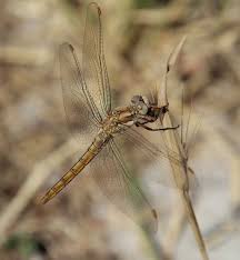Attēlu rezultāti vaicājumam “Orthetrum brunneum”