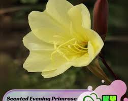 Image result for Oenothera odorata