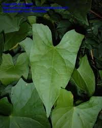 Attēlu rezultāti vaicājumam “Calystegia sepium leaf”