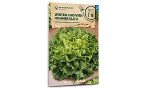 Image result for Endivie