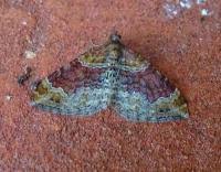 Attēlu rezultāti vaicājumam “Xanthorhoe spadicearia”