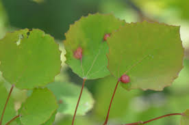 Attēlu rezultāti vaicājumam “Harmandia”