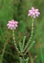 Attēlu rezultāti vaicājumam “Erica tetralix leaf”