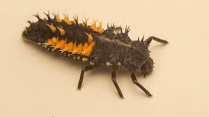 Attēlu rezultāti vaicājumam “Calvia decemguttata larva”