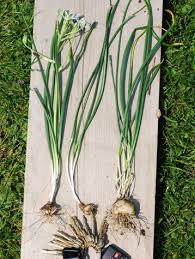 Attēlu rezultāti vaicājumam “Ornithogalum umbellatum”