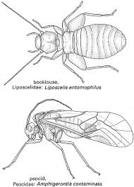Attēlu rezultāti vaicājumam “Psocoptera”