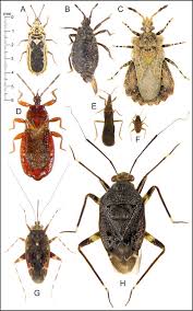Attēlu rezultāti vaicājumam “Heteroptera”