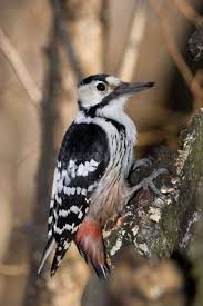 Attēlu rezultāti vaicājumam “Dendrocopos leucotos male”