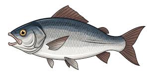 Image result for Morone saxatilis