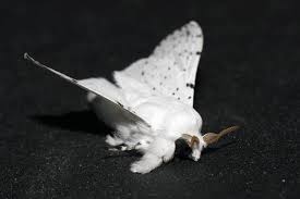 Attēlu rezultāti vaicājumam “Cribraria atrofusca macro”