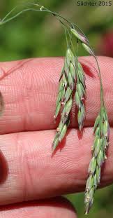 Attēlu rezultāti vaicājumam “Cinna latifolia”