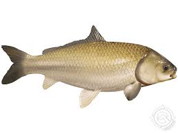 Image result for Ictiobus cyprinellus