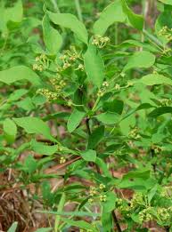 Attēlu rezultāti vaicājumam “Santalaceae”