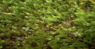 Attēlu rezultāti vaicājumam “Anastrophyllum minutum”