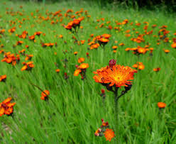 Image result for Hieracium aurantiacum