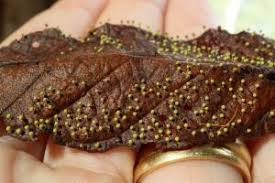 Attēlu rezultāti vaicājumam “Craterium aureum”