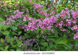 Attēlu rezultāti vaicājumam “Weigela praecox”