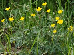 Attēlu rezultāti vaicājumam “Ranunculus mendax”