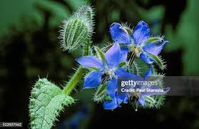 Attēlu rezultāti vaicājumam “Borago officinalis leaf”