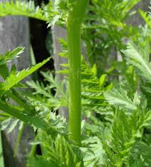 Attēlu rezultāti vaicājumam “Tanacetum vulgare leaf”