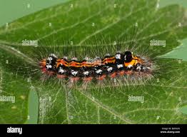 Attēlu rezultāti vaicājumam “Euproctis similis larva”