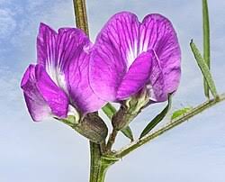 Attēlu rezultāti vaicājumam “Vicia angustifolia”