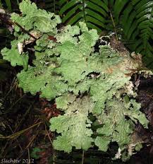 Attēlu rezultāti vaicājumam “Cribraria oregana”