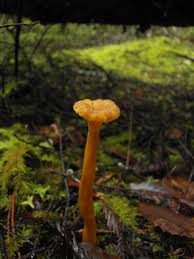 Attēlu rezultāti vaicājumam “Cantharellus lutescens”